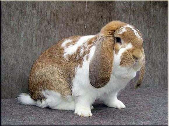 Порода кроликов «Баран»