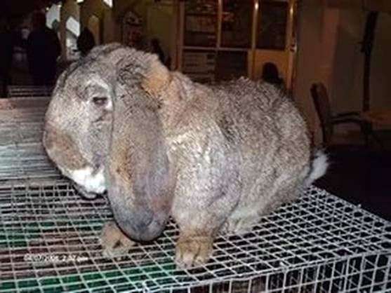 Порода кроликов «Баран»