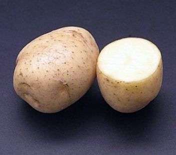 Сорт картофеля «Леди»