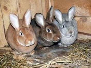Порода кроликов «Рекс»