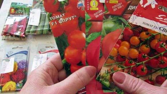Выращивание и уход за томатами