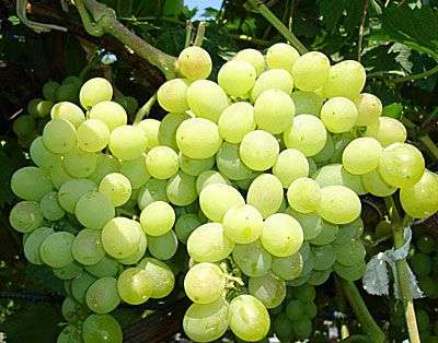 Сорт винограда «Восторг»