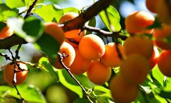 Сорт абрикоса «Ананасный»