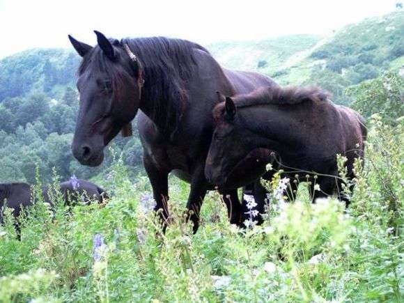 Порода лошадей «Карачаевская»