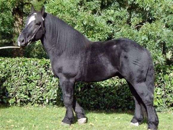 Порода лошадей «Першерон»