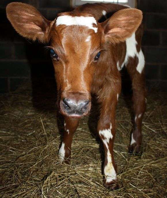 Порода коров «Айрширская»