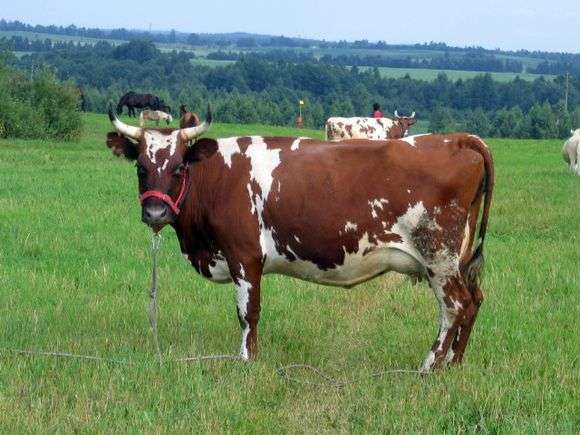 Порода коров «Айрширская»