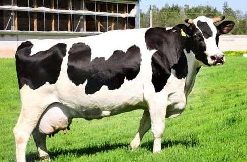 Порода коров «Черная пестрая»