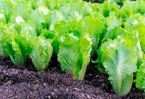 Выращивание салата на огороде