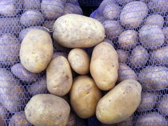 Сорт картофеля «Уладар»