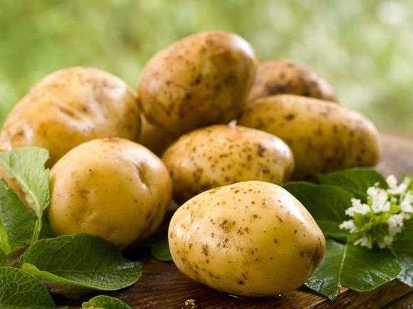 Сорт картофеля «Уладар»