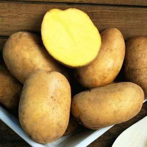 Сорт картофеля «Голубизна»