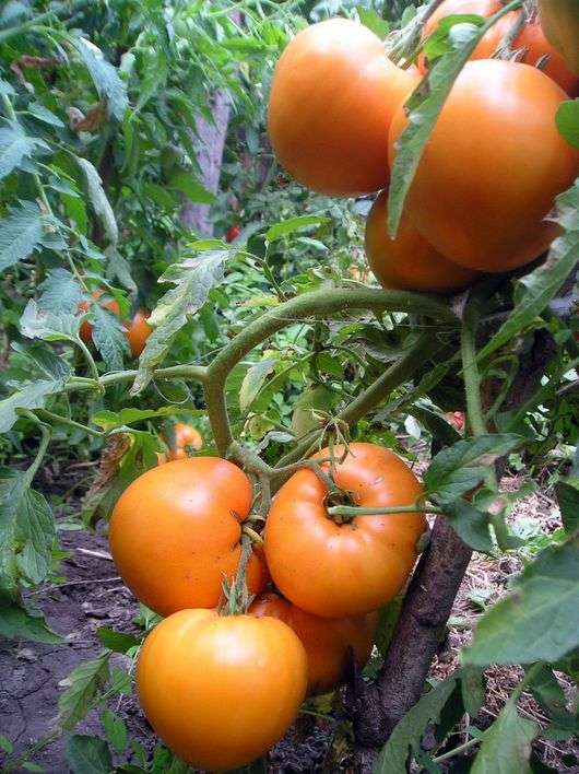 Сорт томатов «Медовый спас»