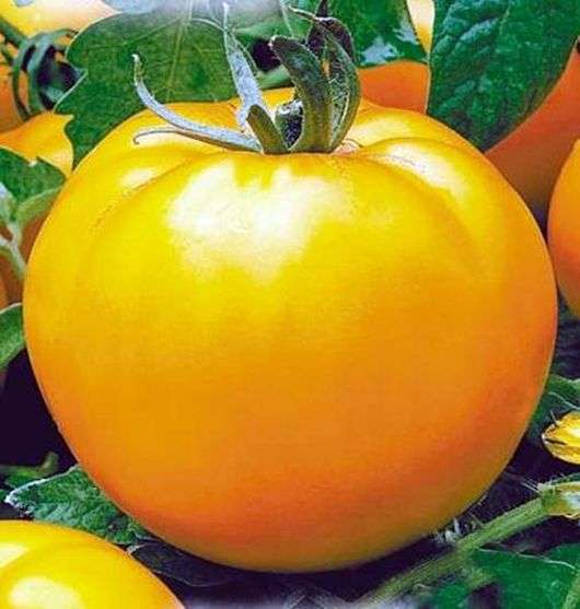 Сорт томатов «Апельсин»