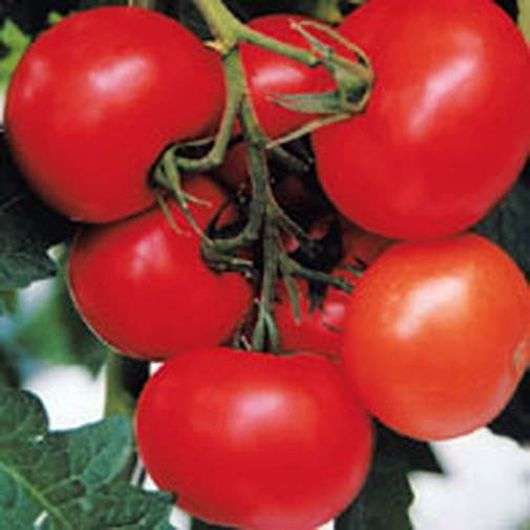 Сорт томатов «Евпатор»