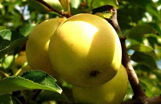 Сорт яблок «Голден Делишес»