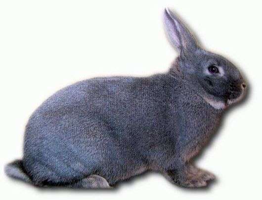 Порода кроликов «Белка»
