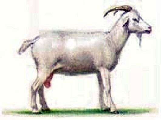 Мегрельская порода коз