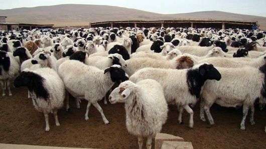 Тувинская порода овец