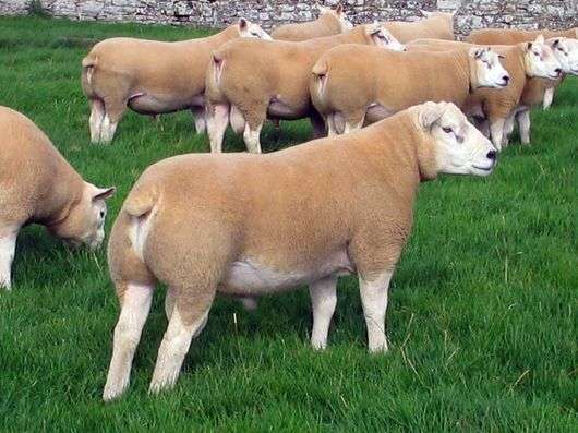 Порода овец «Тексель»