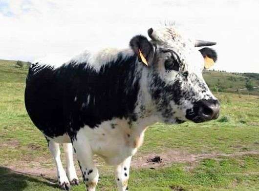 Истобенская порода коров