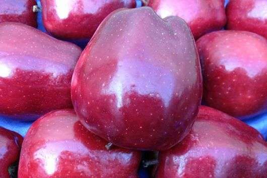 Сорт яблони «Ред Делишес»