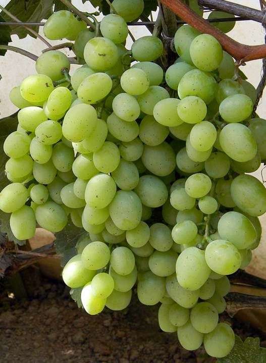 Сорт винограда «Кеша»