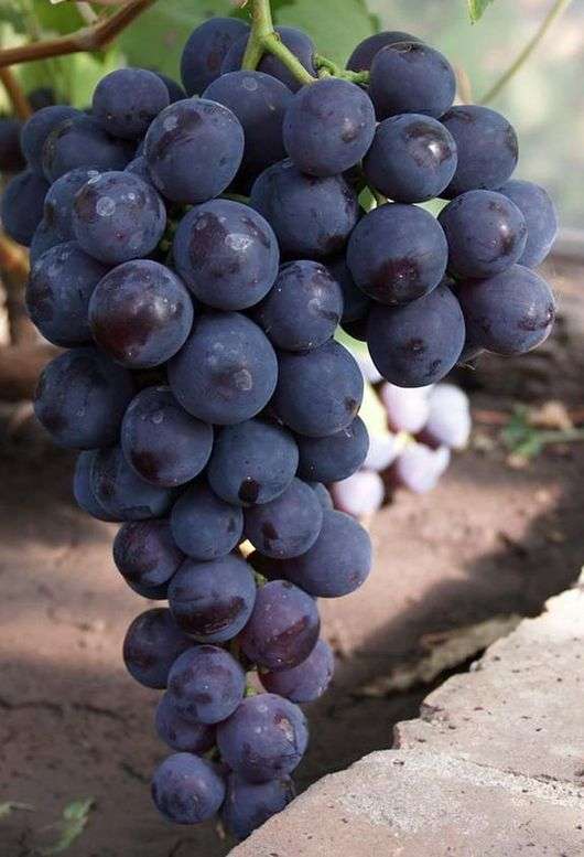 Сорт винограда «Кардинал»