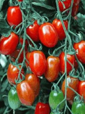 Сорт томатов «Каспар»