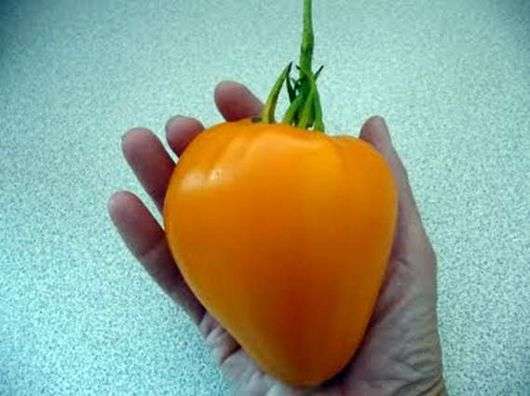 Сорт томатов «Золотое сердце»