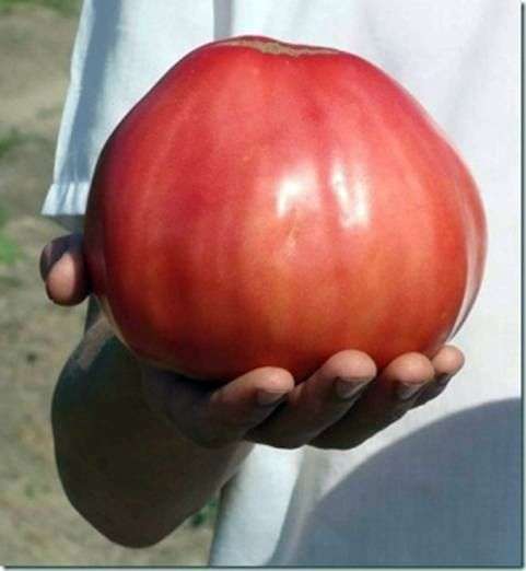 Сорт томатов «Орлиное сердце»