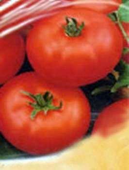 Сорт томатов «Киржач»