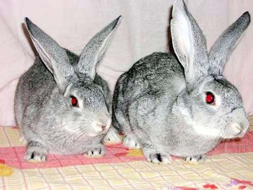 Кролики породы «Советская шиншилла»
