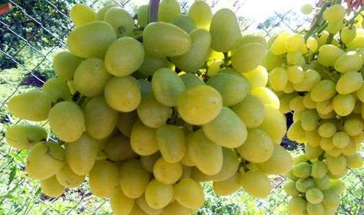 Сорт виноград «Аркадия»
