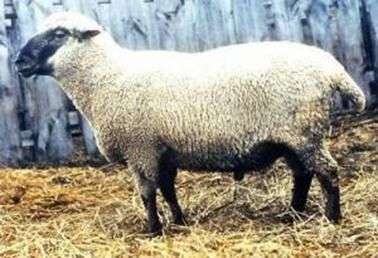 Горьковская порода овец