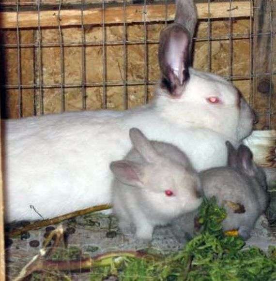 Уход за сукрольными крольчихами