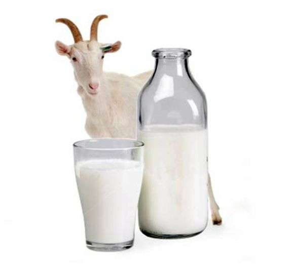 Польза козьего молока