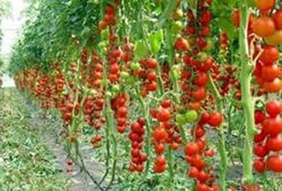 Выбор сортов томатов