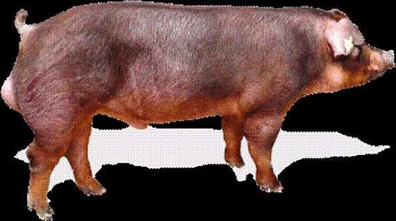 Породы свиней «Дюрок»