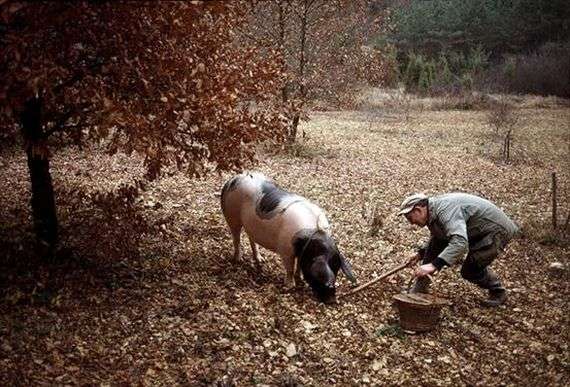 Интересные факты о свиньях