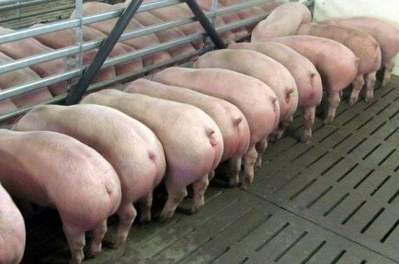 Как производится мясной откорм свиней?