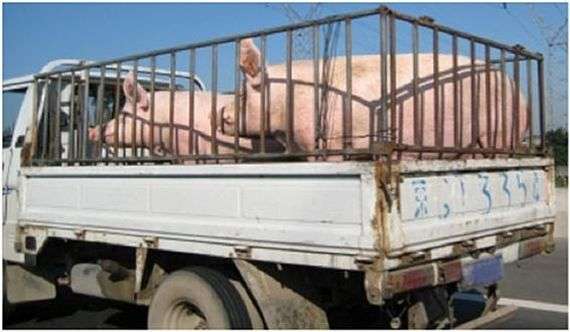 Правила перевозки свиней