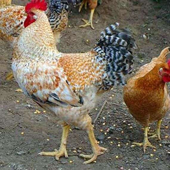 Царскосельская порода кур