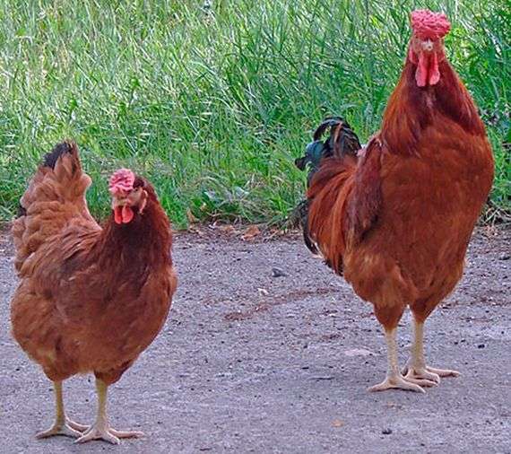 Полтавская порода кур