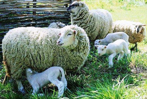 Помещение для овец
