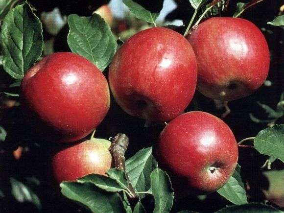 Сорт яблок «Айдаред»