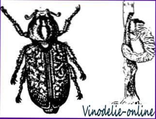Вредители винограда и борьба с ними