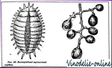 Вредители винограда и борьба с ними