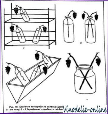 Сбор, хранение и переработка винограда
