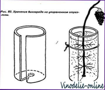 Сбор, хранение и переработка винограда